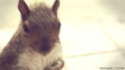 squirrel looking around